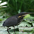 Black Bittern<br />Canon EOS 7D + EF300 F2.8L III + EF1.4xII